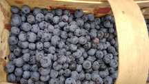 Owoce borówki amerykańskiej 3 kg