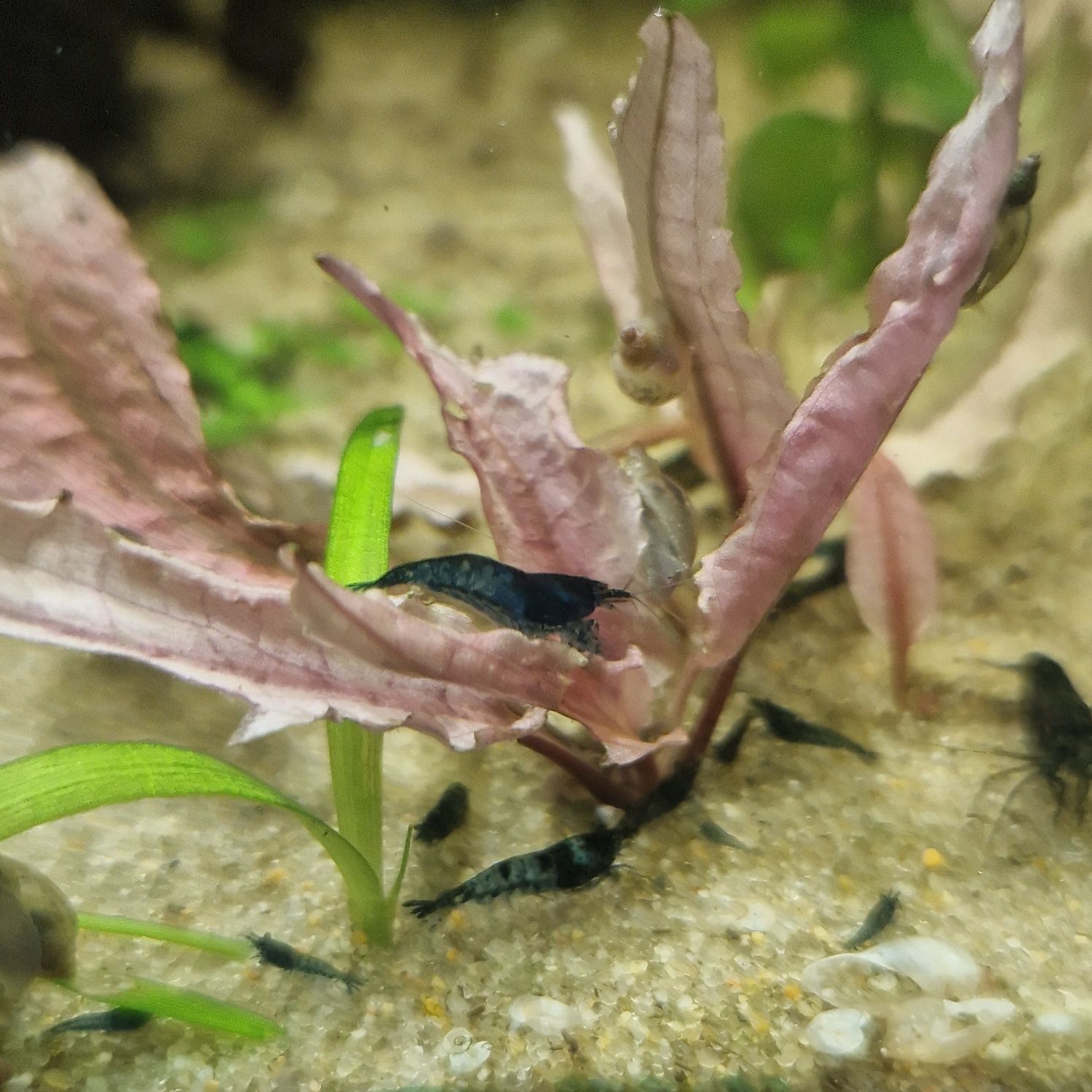 Camarões neocaridina blue Dream