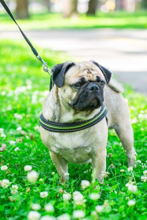 Мопс Марк для вязки (случки) - расходы берём на себя