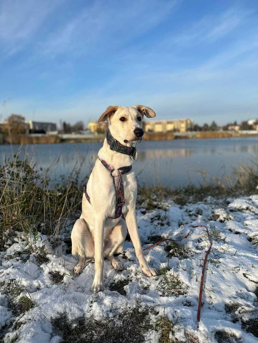 Pies Chart x Labrador PILNIE do adopcji PROSIMY o pomoc Fundacja