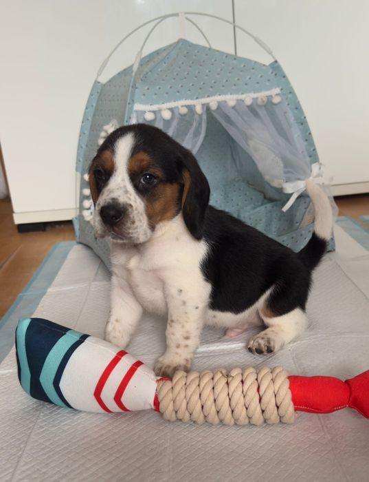 Beagle piesek szczeniak z rodowodem