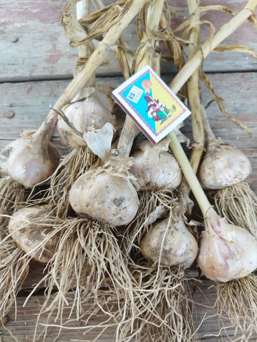 Продам  часник сорт Любаша