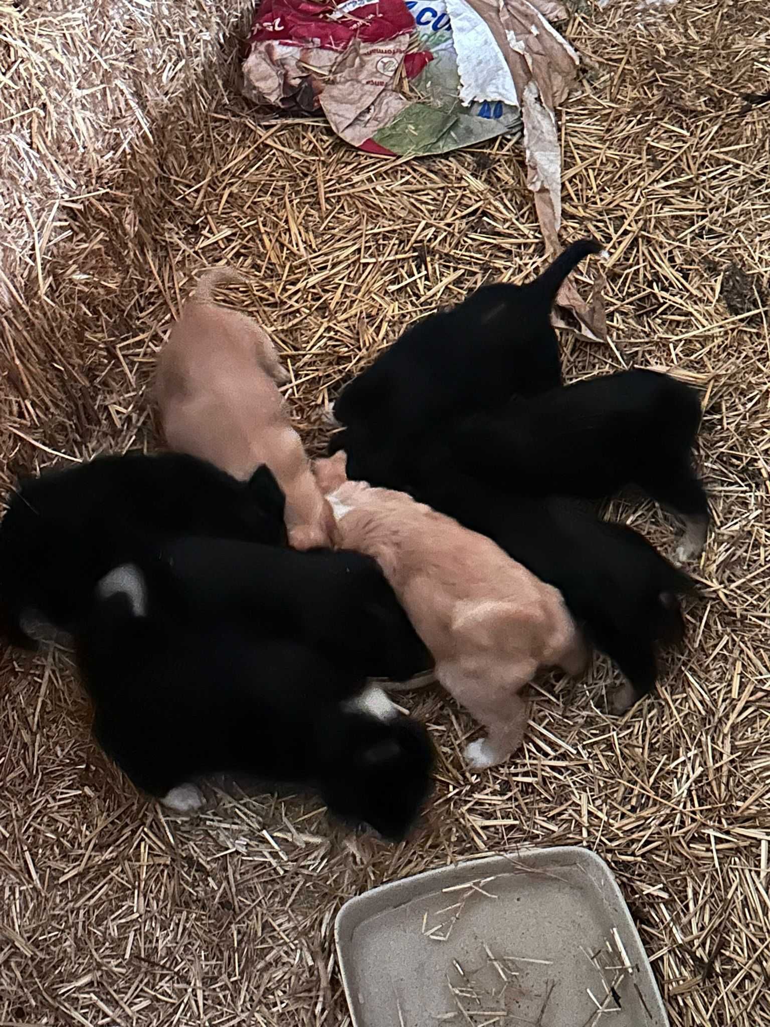 Cachorros cruzados de border collie para adoção