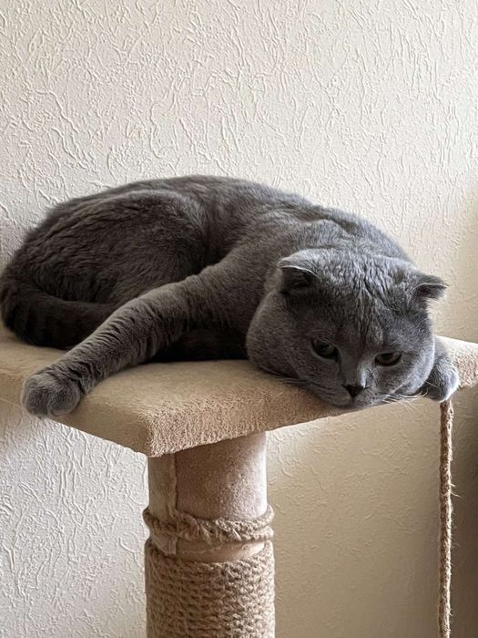 Вязка з котиком Скоттіш фолд