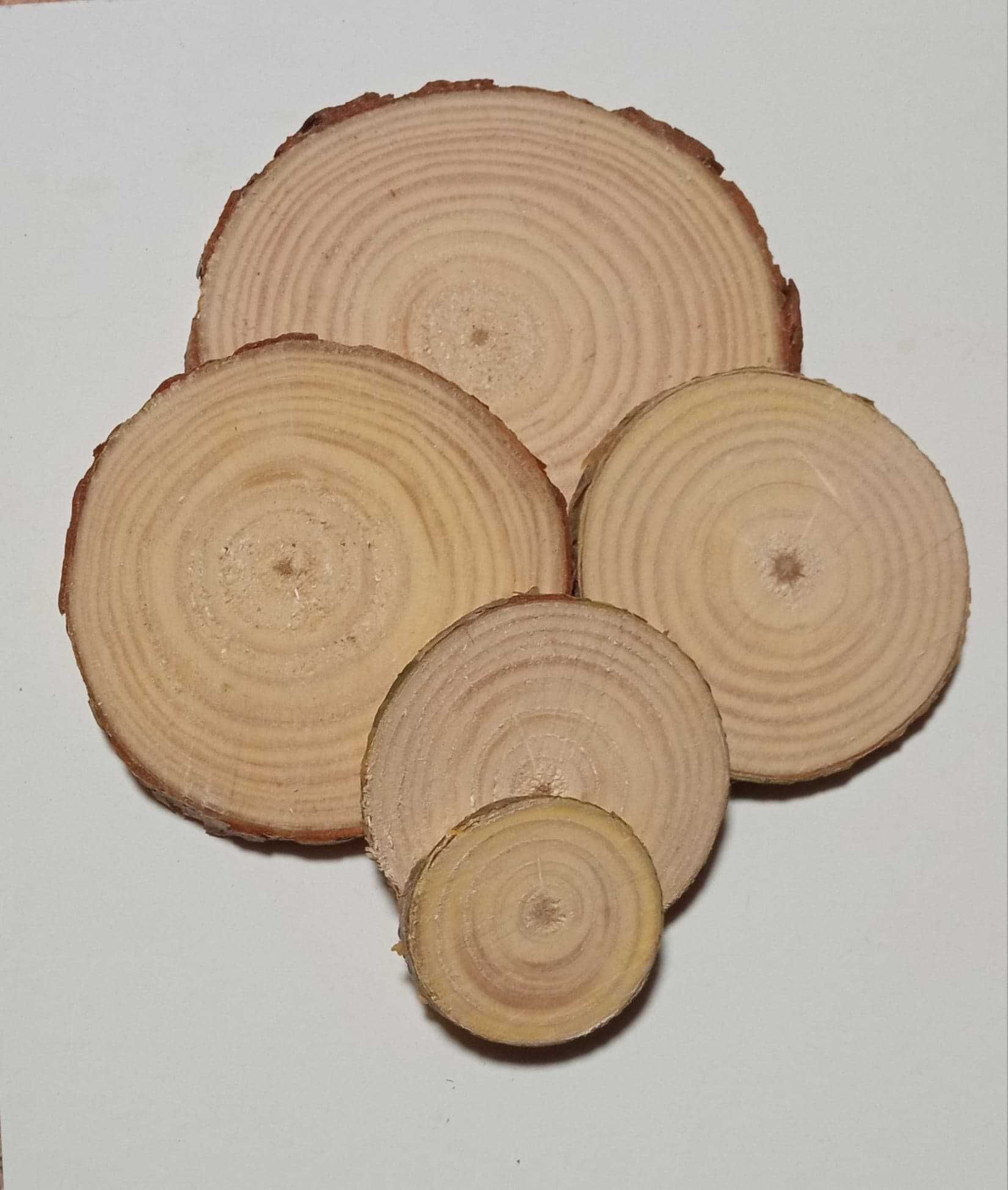 Plastry drewna, 1000 sztuk, Krążki drewniane , 2-5 cm, na ścianę