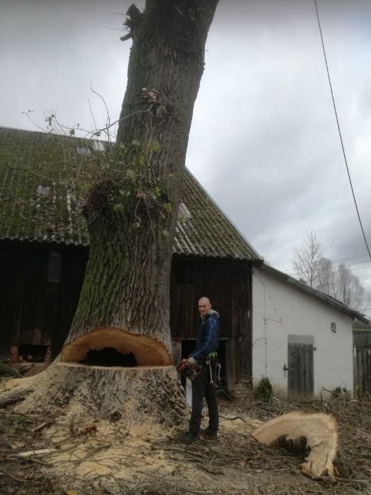 Wycinka drzew i pielęgnacja metodą alpinistyczna. Rębak i frezowanie