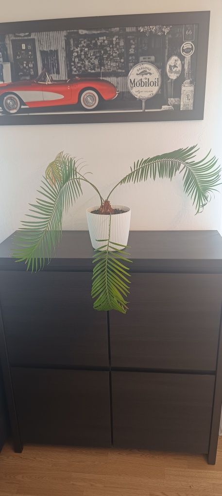 Sagowiec (Cycas revolta) palma