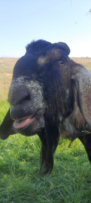 Англо-нубийский козел ( для вязки)