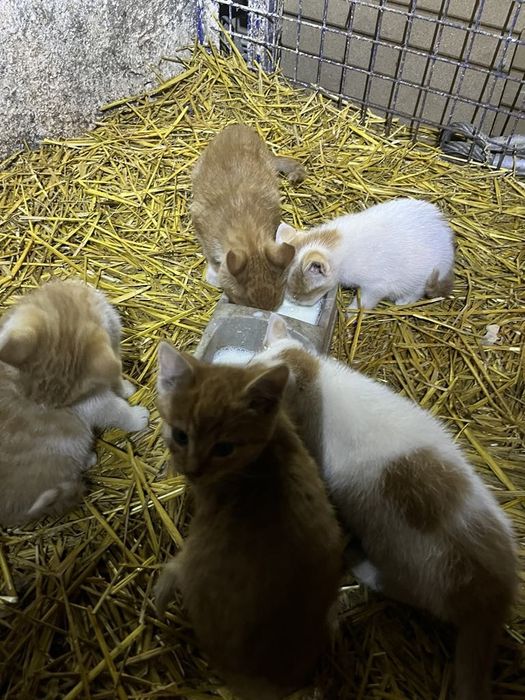 Kot małe koty biało rude kotka, kocur