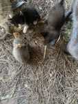 Gatinhos bebes para adopcao
