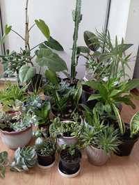 Rośliny doniczkowe oczyszczające powietrze
