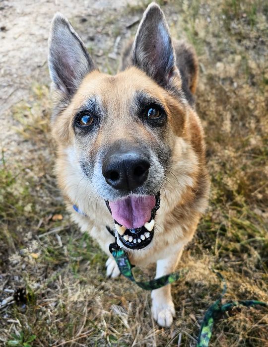 Sonia- urocza owczarkowa dama