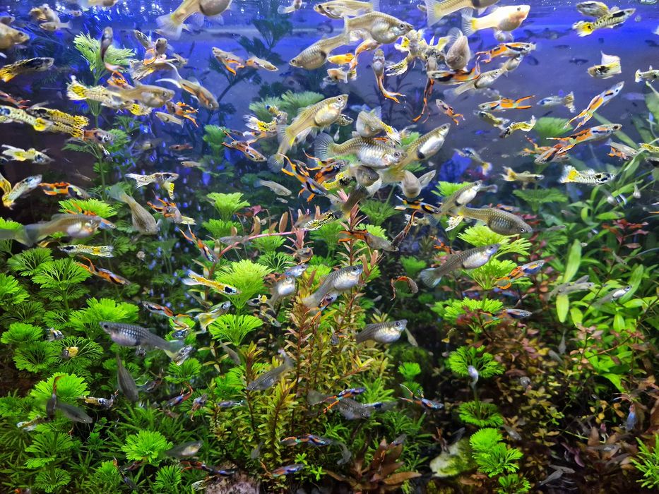 PROMOCJA Gupiki Endlera samce i samice własna hodowla ryby akwariowe