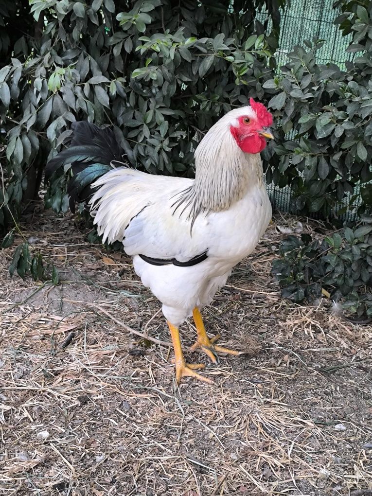 Galos híbridos Sussex