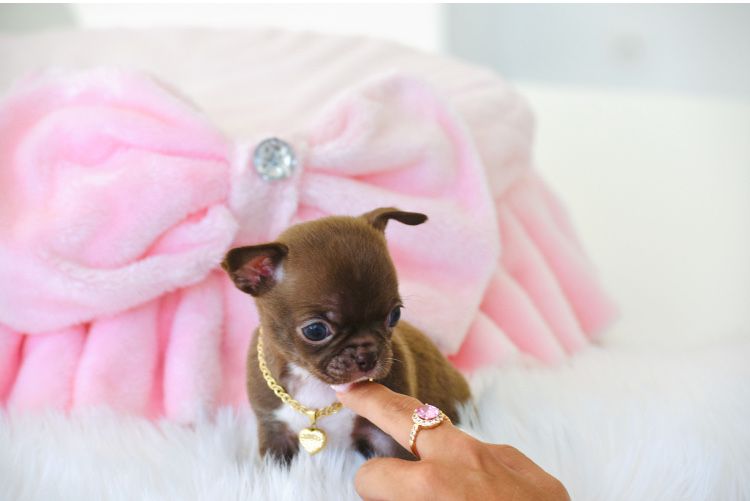 Cudna Mini XXXS Czekoladowa Suczka Chihuahua