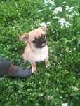 Mini Mops, Chihuahua,  hybryda