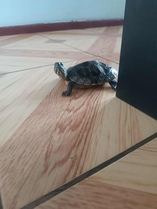 Żółw wodno-londowy