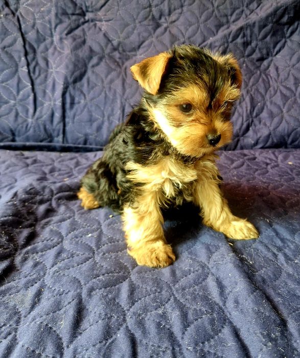 York suczka do odbioru