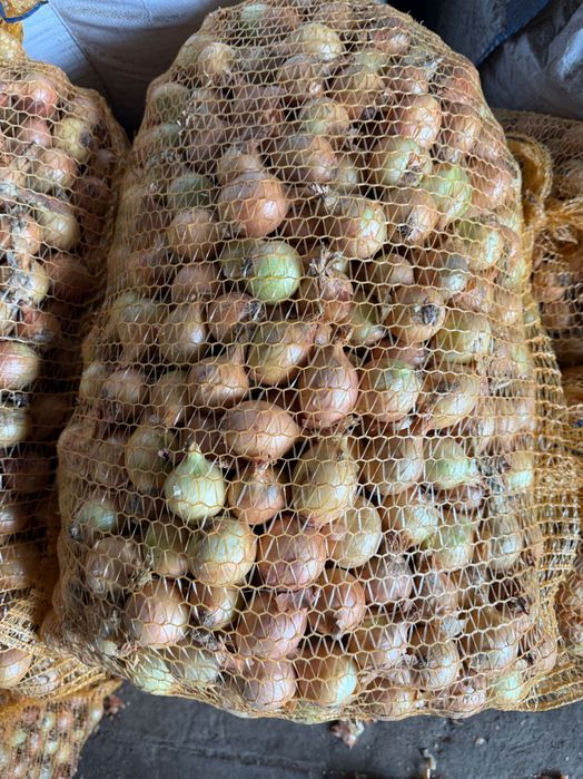 Sprzedam cebulę drobną