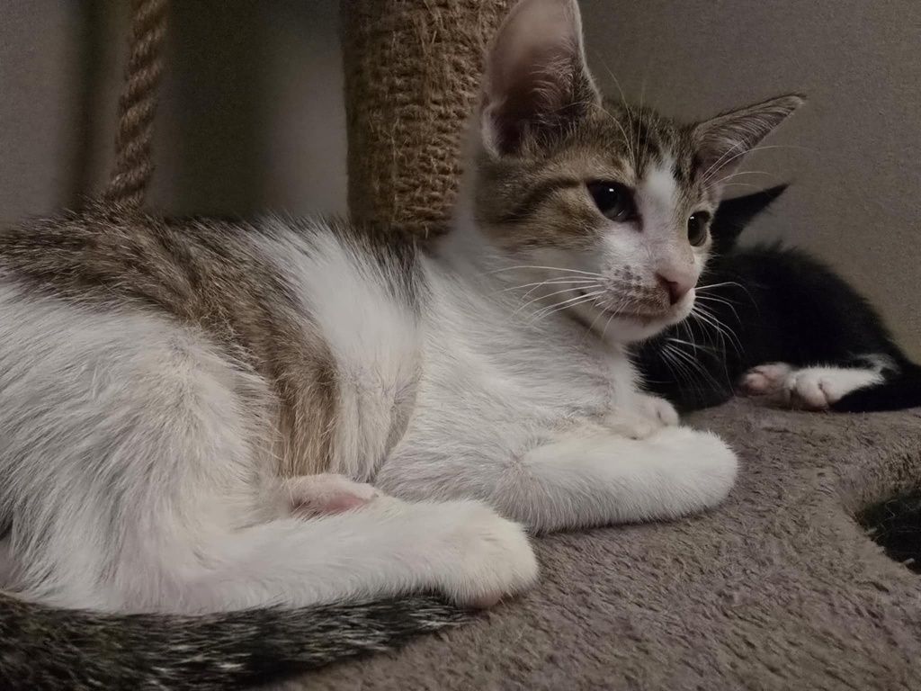 Hallo domku gdzie jesteś Franek kocurek do adopcji