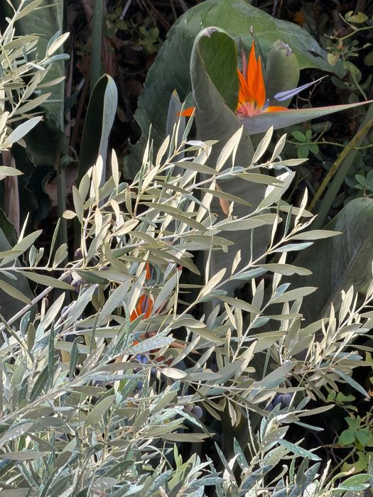 iPhone 14 Pro - 128GB | Deep Purple (Roxo Escuro)