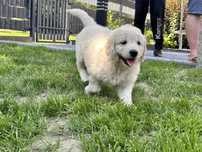 Goldendoodle suczka biala