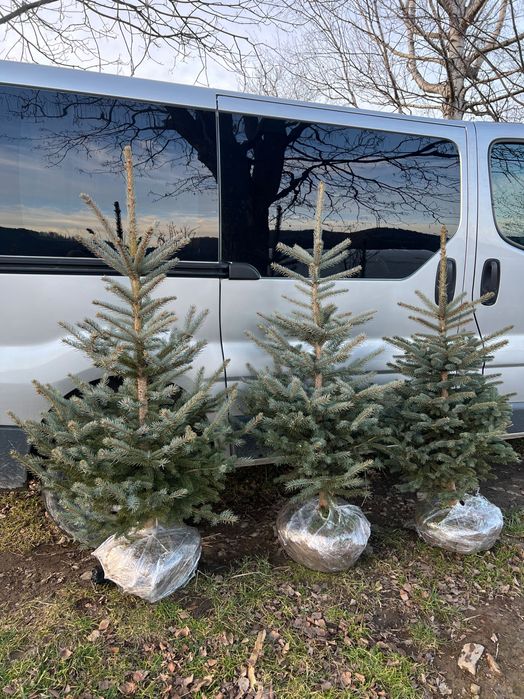 Голуба ялинка «Кейбаб»