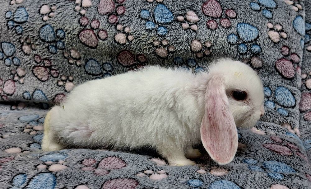 Króliczek Baranek Mini Lop samczyk