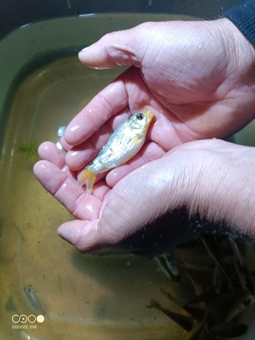 Carpas Koi variadas tamanho de 5 a 15 cm