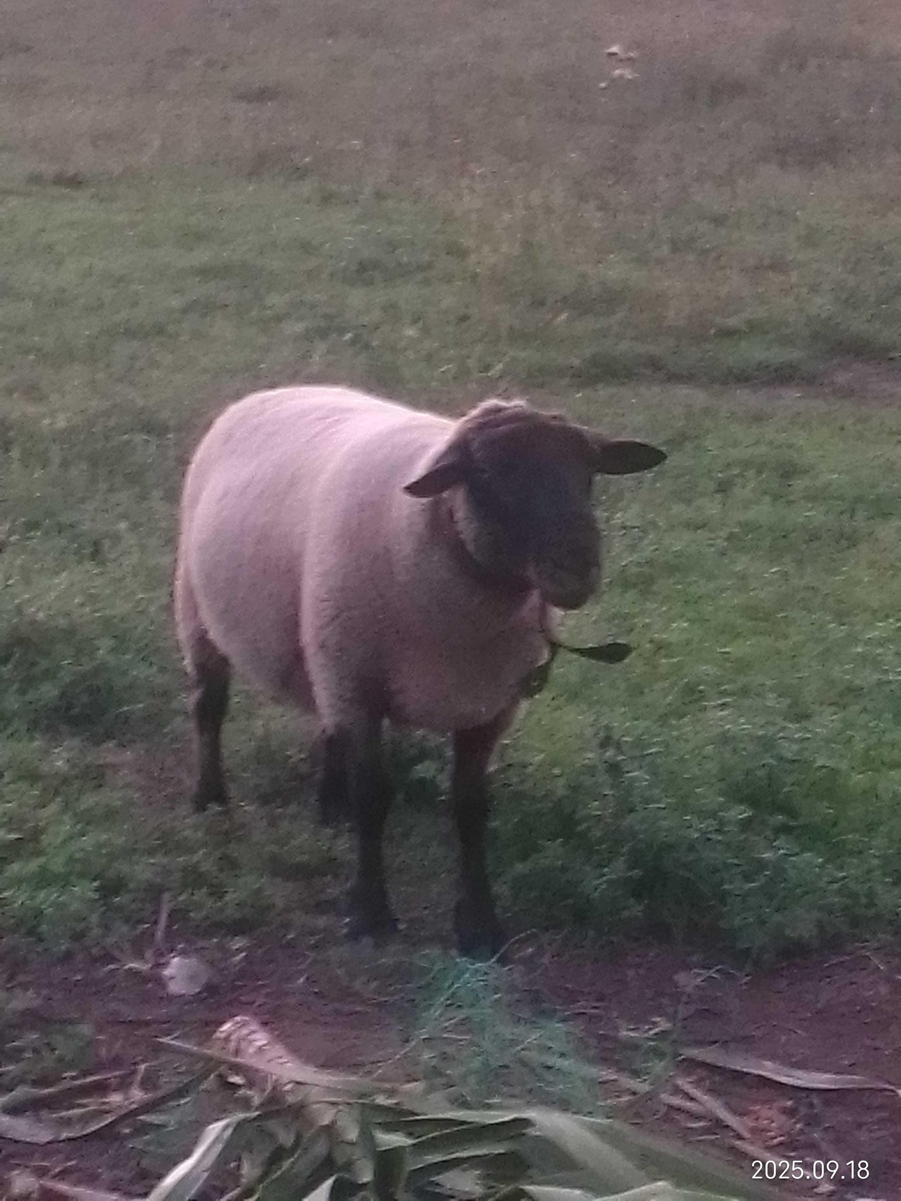 Suffolk macho linha inglesa