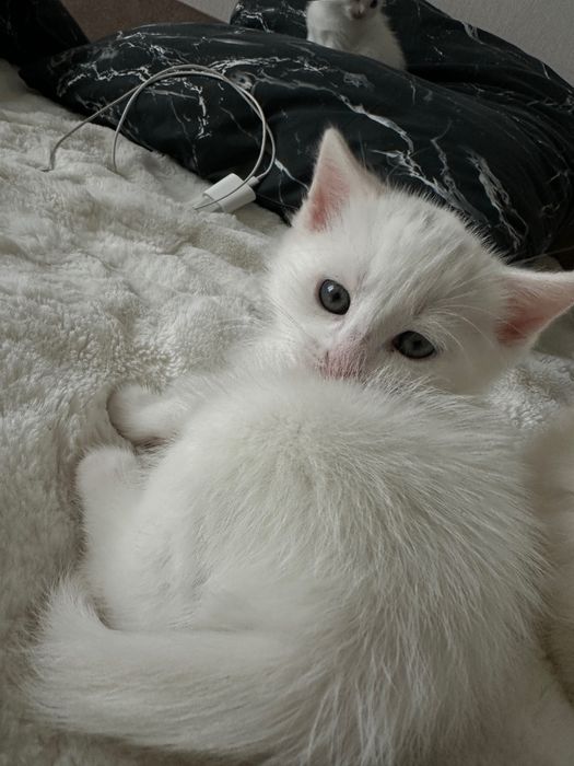 Котенок Турецкой Ангоры