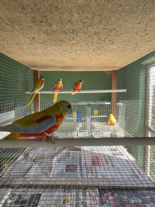 Neophemas Turquoisines