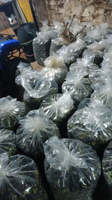 Vendo azeite do produtor