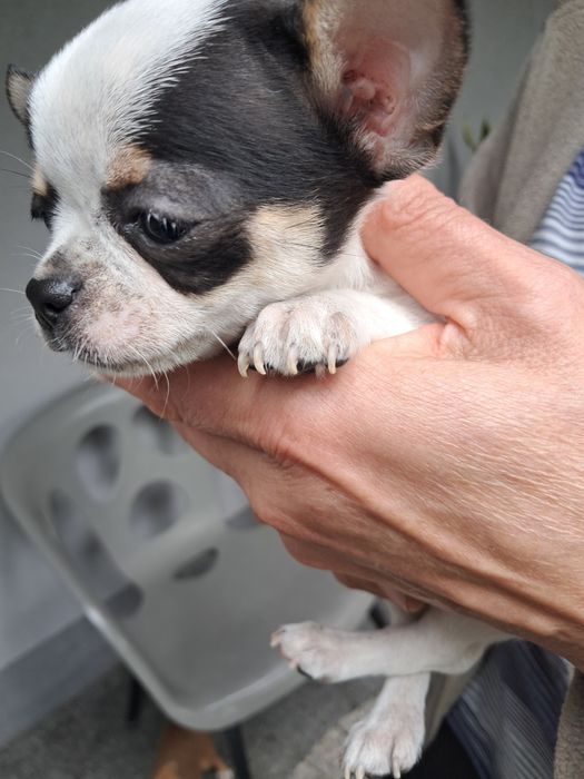 Szczeniak chihuahua piesek