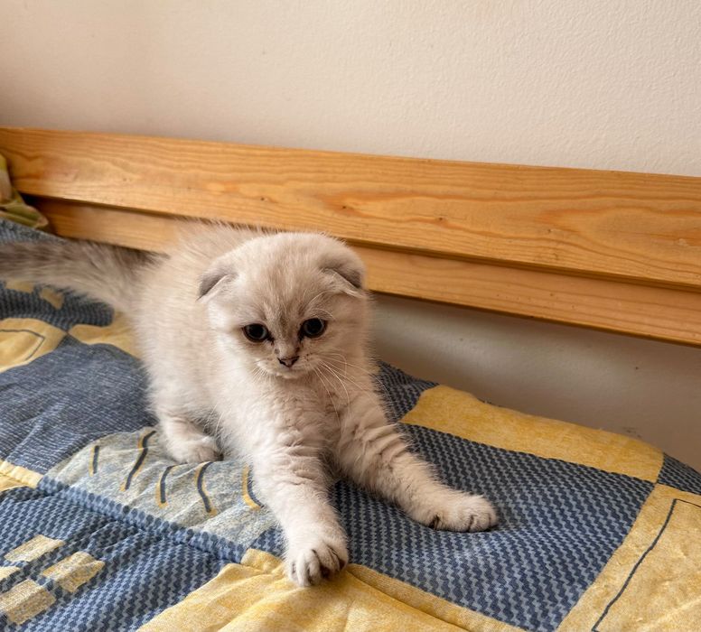 Scottish Fold gatinho