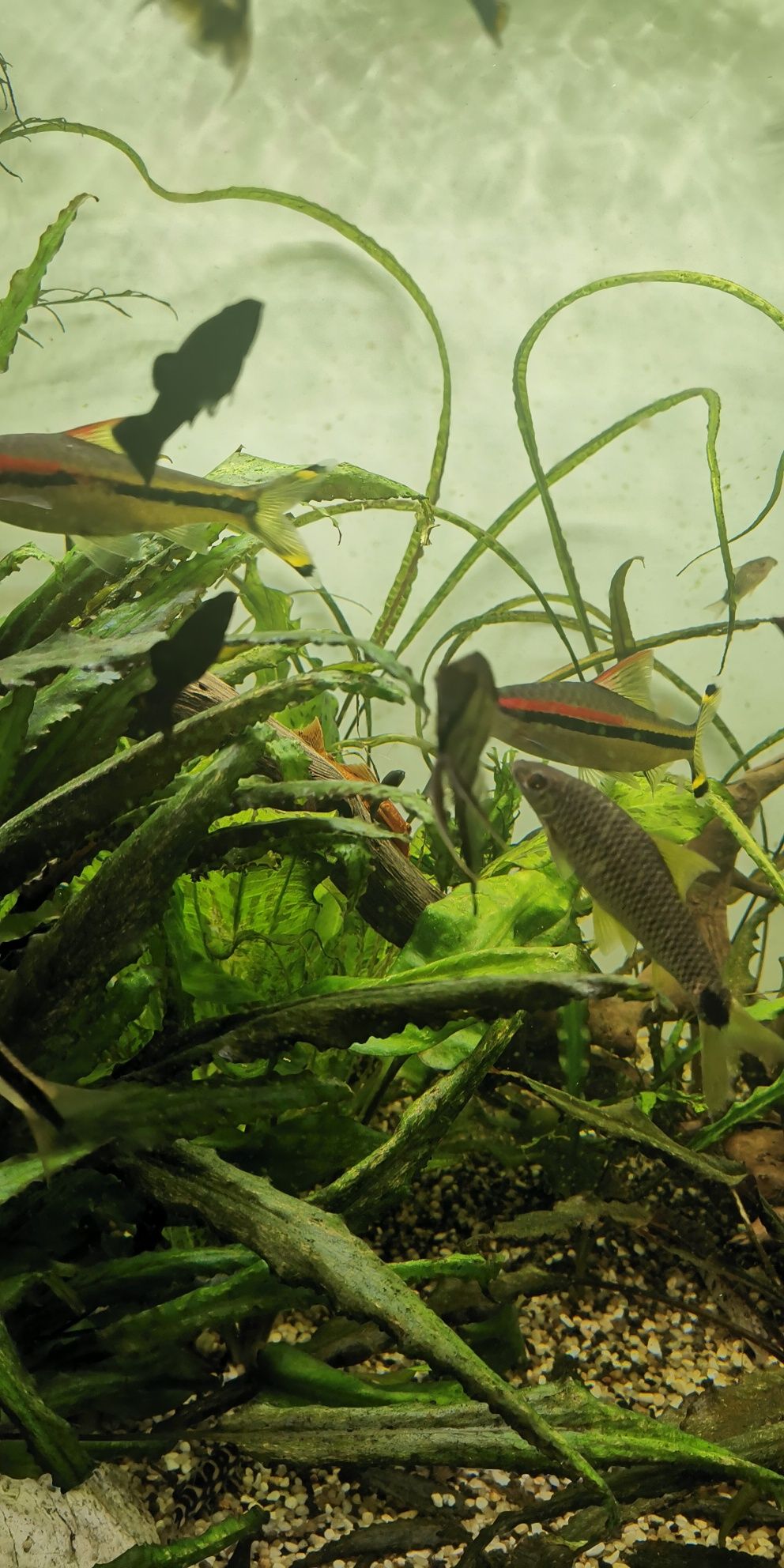 Brzanka denisona