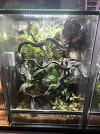 Gekon orzesiony z terrarium