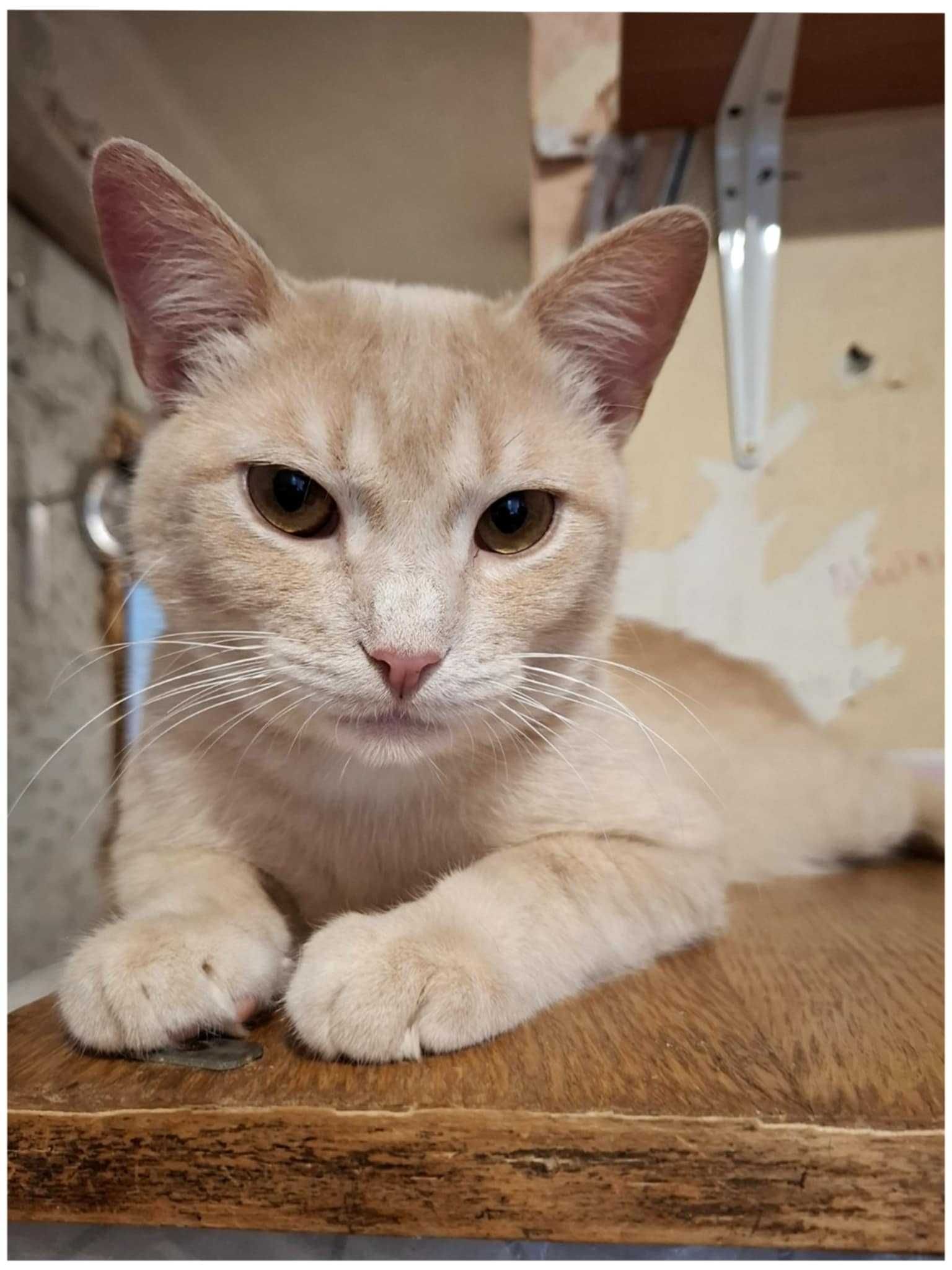 Котик,кіт,рудий,персиковий,гарний,молодий,золотий,кастрований,веселий