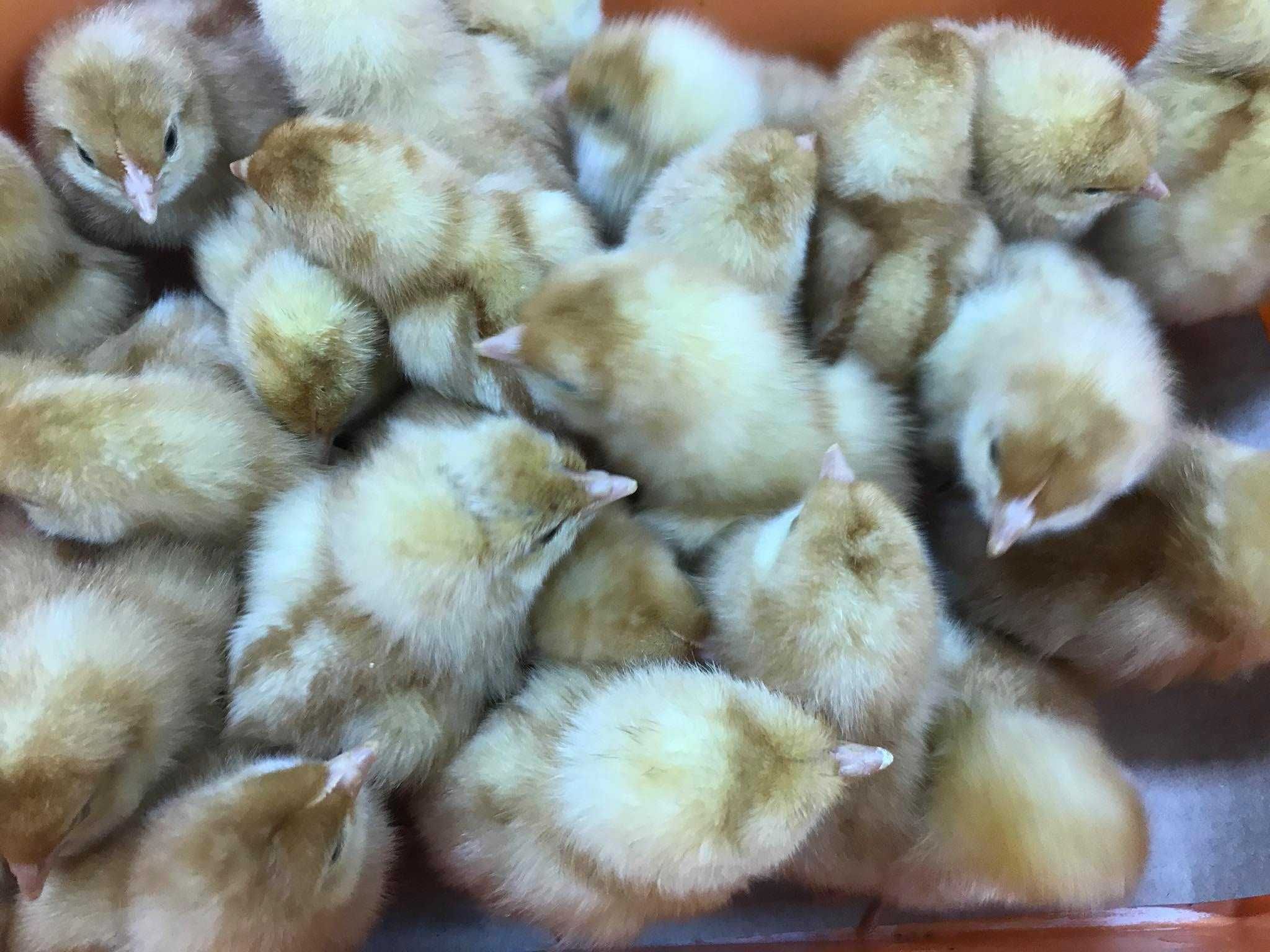 Kurczaki pisklęta nioski, Leghorn, Greenshell, Sussex, Rosa, Araukany