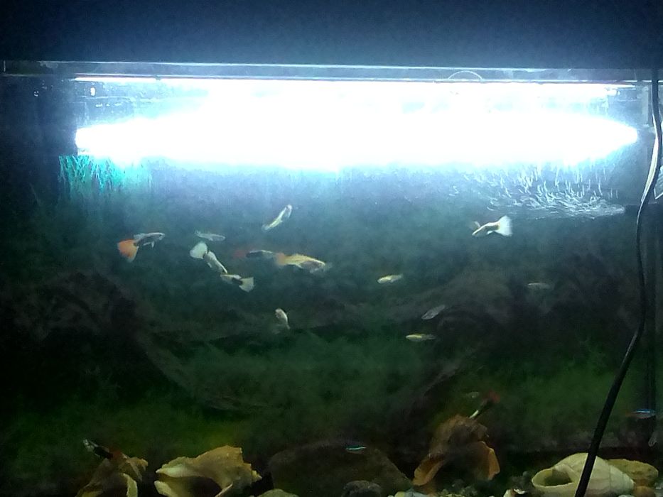 Аквариумные рыбки Гуппи 15грн