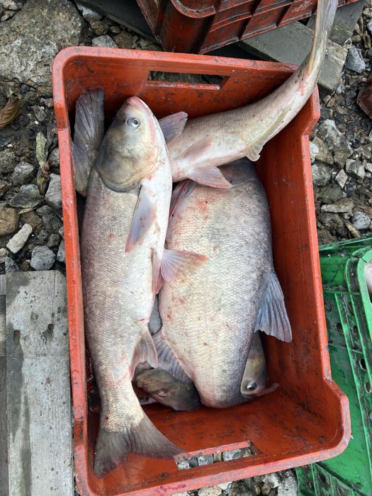 Жива риба продам