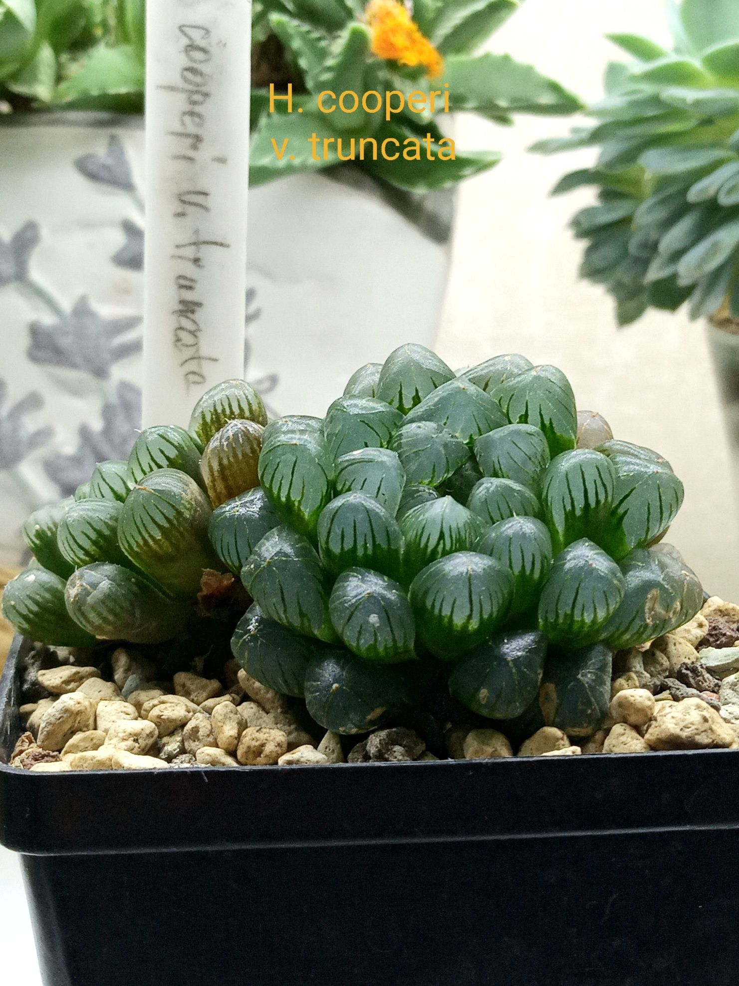 Хавортия (H. cooperi v. truncata)