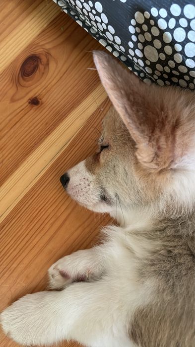 Corgi Cowboys, Welsh Corgi Pembroke,  planowany miota- wiosna 2026