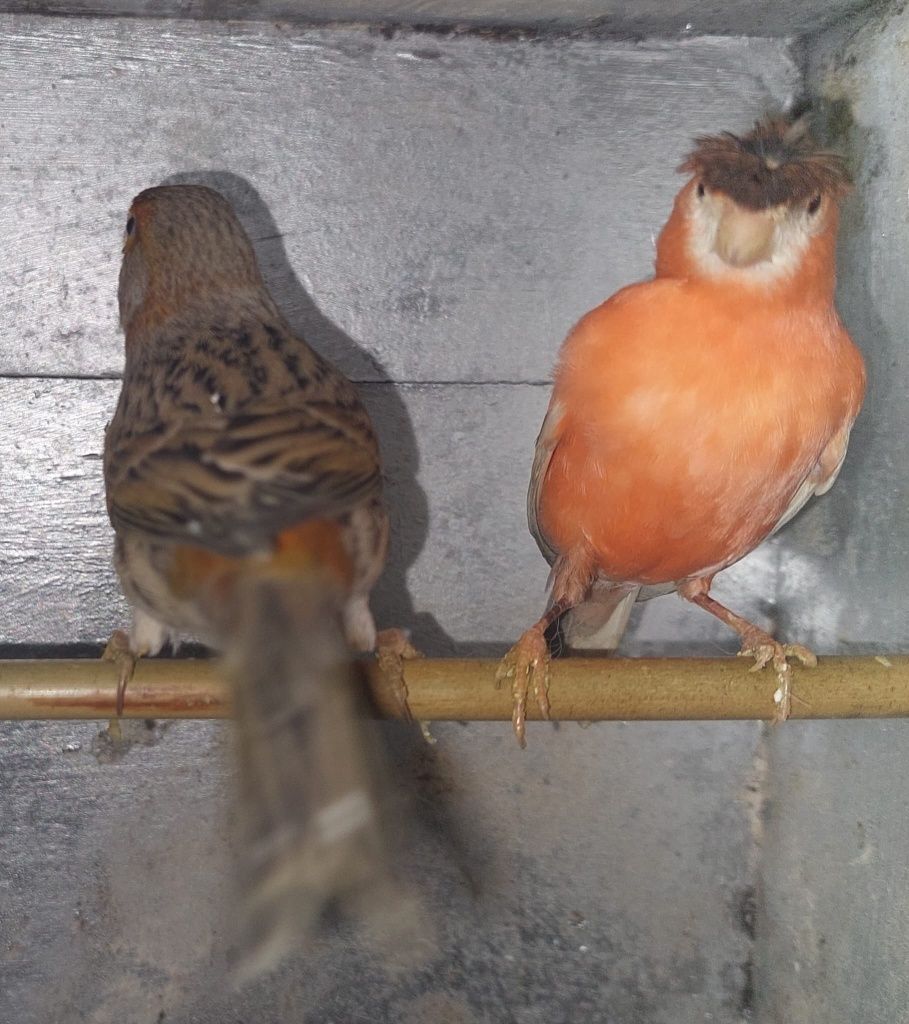 Casal Canário Arlequim Português