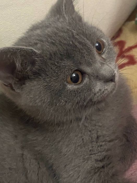 Шоталська прямовуха кішечка