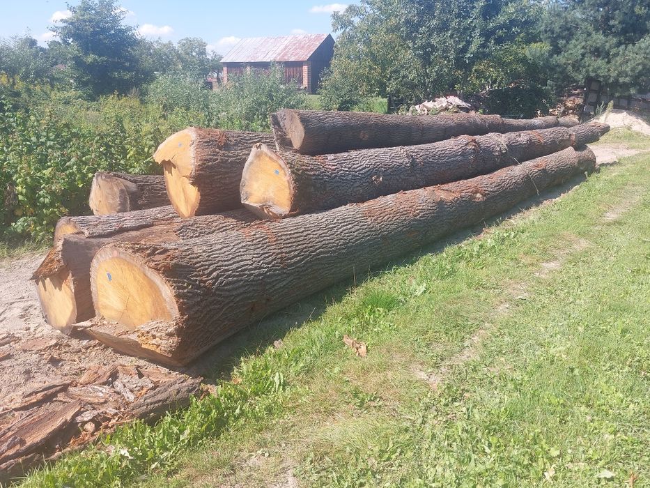 Dąb tarcica foszty deski dębowe 55mm 50mm odziomkowe długie 4.1m-5.2m.