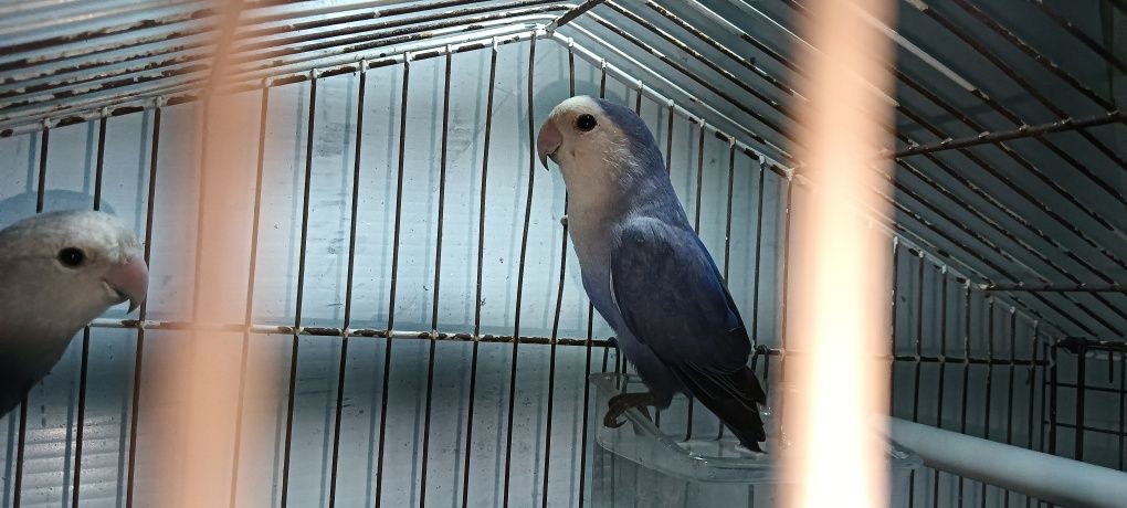 Casais de Agapornis roseicollis