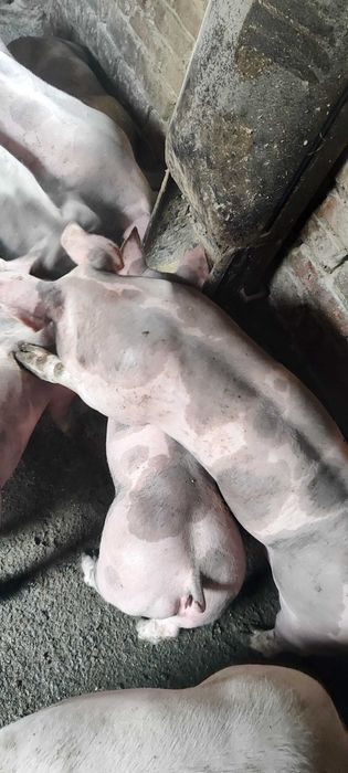 Молодих кнурів породи петрен