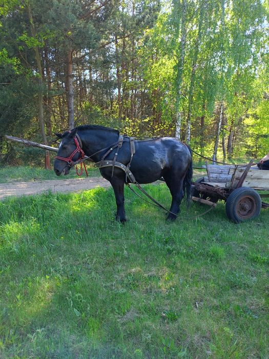 Sprzedam 3 letnia klacz