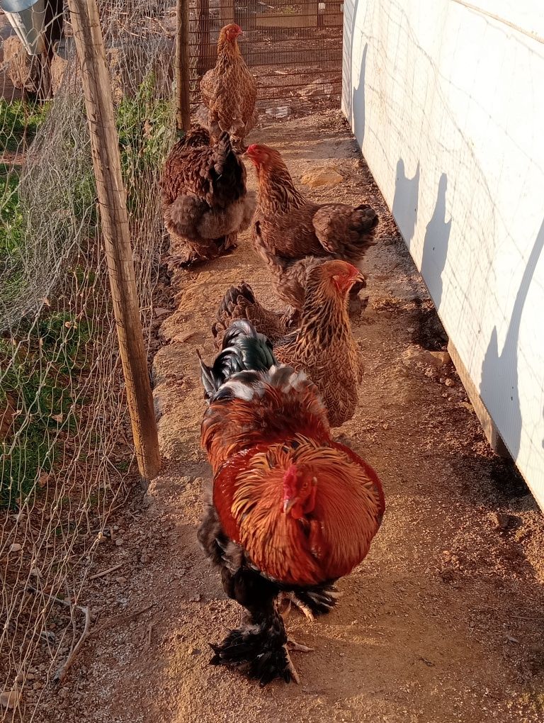 Ovos galados de brahma perdiz dourada